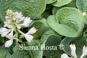 Hosta Heavy Duty