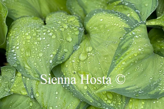 Hosta 'Old Glory'