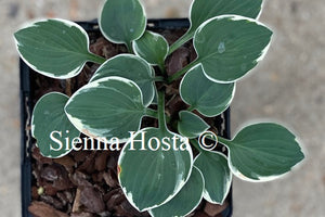 Hosta Country Mouse