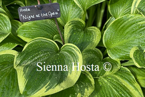 Hosta 'Night at the Opera'