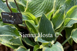 Hosta 'Libby'