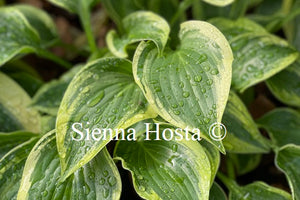 Hosta 'Heather Hill'