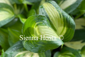 Hosta 'Lakeside Meter Maid'