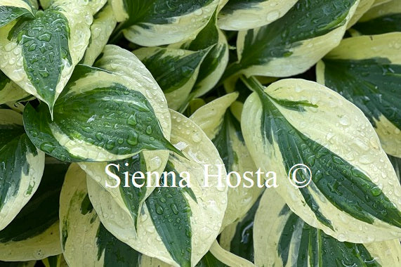 Hosta 'Olympic Glacier'