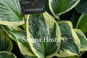 Hosta 'Independence'