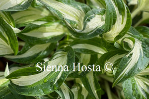 Hosta 'London Bridge'