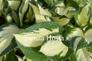 Hosta 'Fire and Ice'