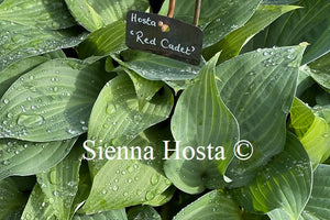 Hosta 'Red Cadet'