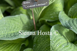 Hosta 'Crinkled Leather'