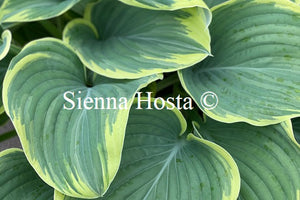 Hosta Majesty