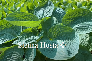 Hosta Love Pat Blue Hosta