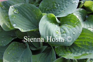 Hosta 'Candy Hearts'