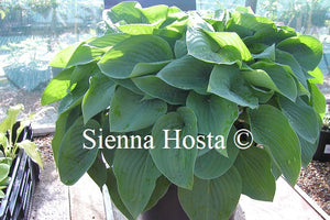 Hosta 'Candy Hearts'