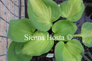 Hosta 'Olive Branch'