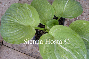 Hosta 'Spilt Milk'