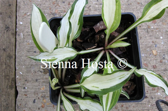 Hosta 'Masquerade' - Sienna Hosta