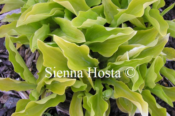 Hosta 'Dawn'