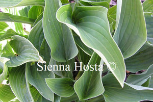 Hosta 'Blue Impressions'