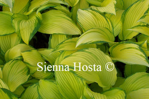 Hosta 'On Stage'