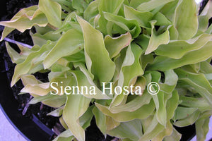 Hosta 'Dawn'