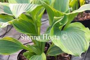 Hosta 'Jubilee'