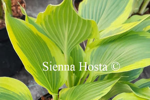 Hosta 'Jubilee'