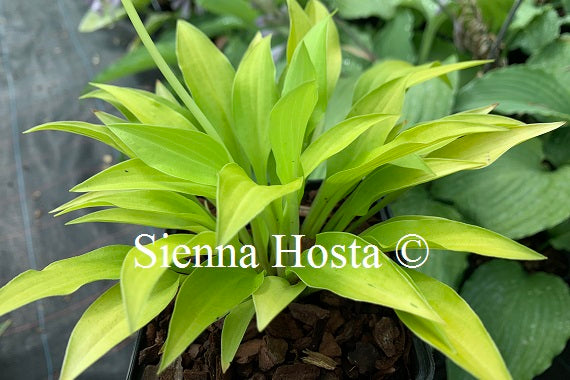 Hosta 'Munchkin Fire'