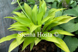 Hosta 'Munchkin Fire'