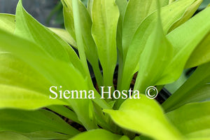 Hosta 'Munchkin Fire'