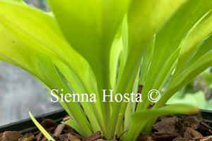 Hosta 'Munchkin Fire'