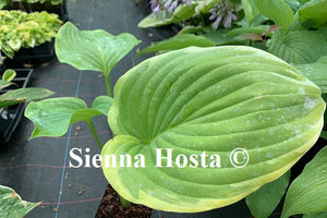 Hosta 'Wunderbar'