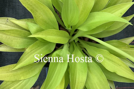 Hosta 'Munchkin Fire'