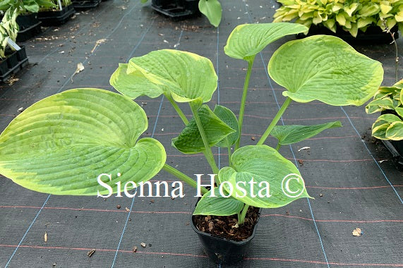 Hosta 'Garden Treasure'
