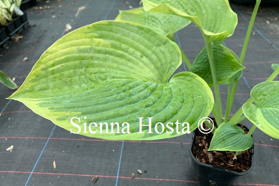 Hosta 'Garden Treasure'