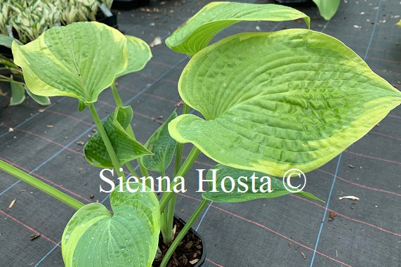 Hosta 'Garden Treasure'