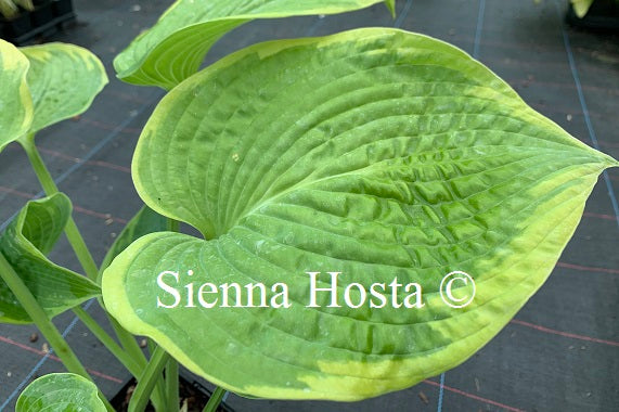 Hosta 'Garden Treasure'