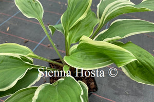 Hosta 'Louie Louie'