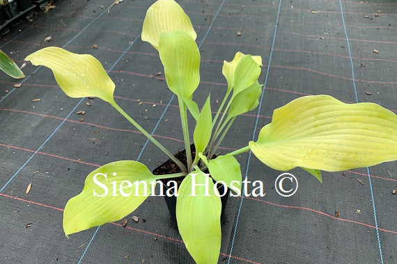 Hosta 'Prairie Moon'