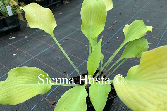 Hosta 'Prairie Moon'