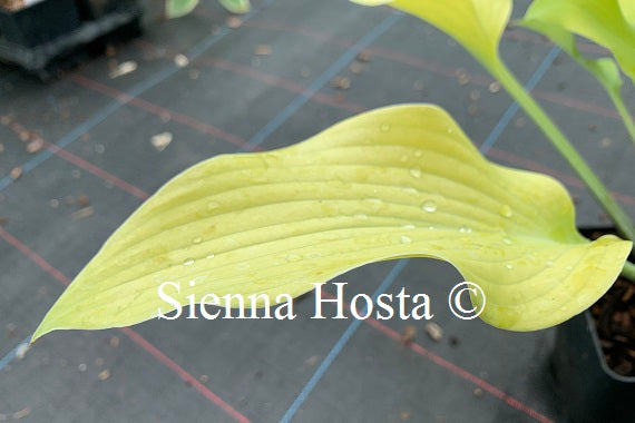 Hosta 'Prairie Moon'