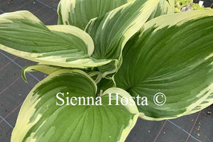 Hosta 'Night at the Opera'