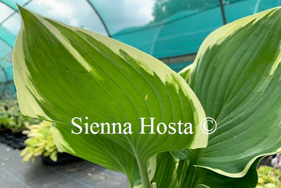 Hosta 'Night at the Opera'