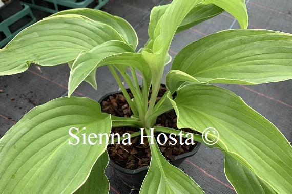 Hosta 'Gone With the Wind'