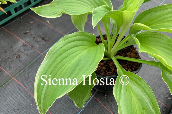 Hosta 'Gone With the Wind'