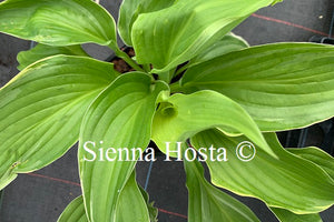 Hosta 'Gone With the Wind'