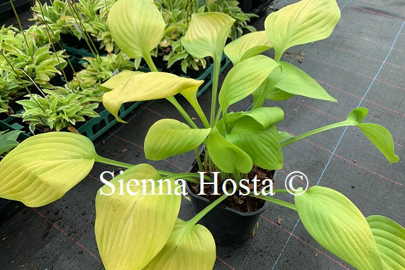 Hosta 'Spotlight'
