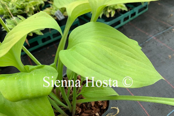 Hosta 'Spotlight'