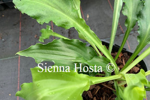 Hosta 'Unruly Child'