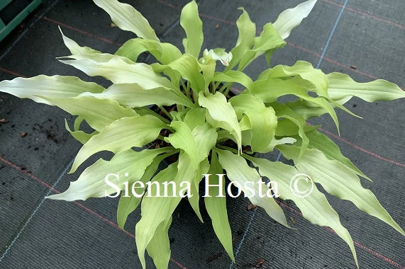 Hosta 'Wiggles and Squiggles'