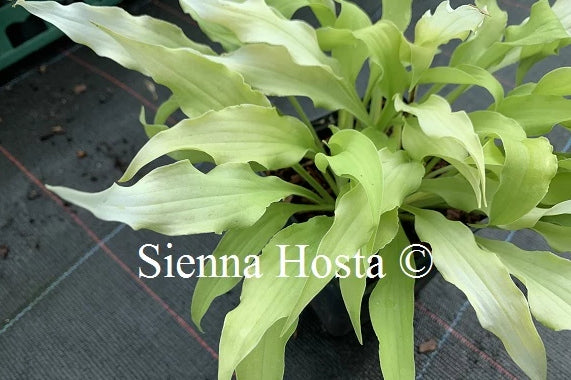 Hosta 'Wiggles and Squiggles'